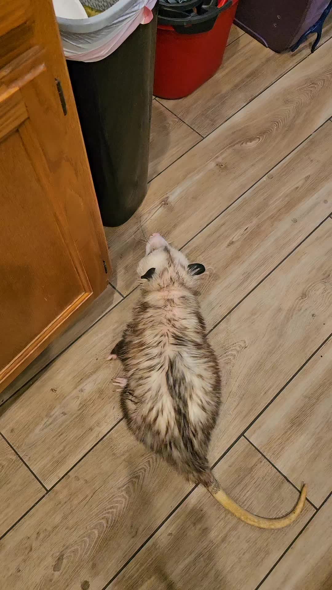 @OPOSSUMDAWGMOM