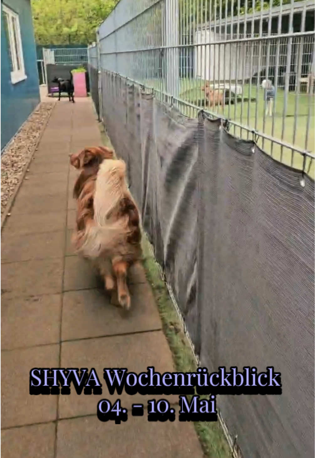 @Shyva Hundezentrum