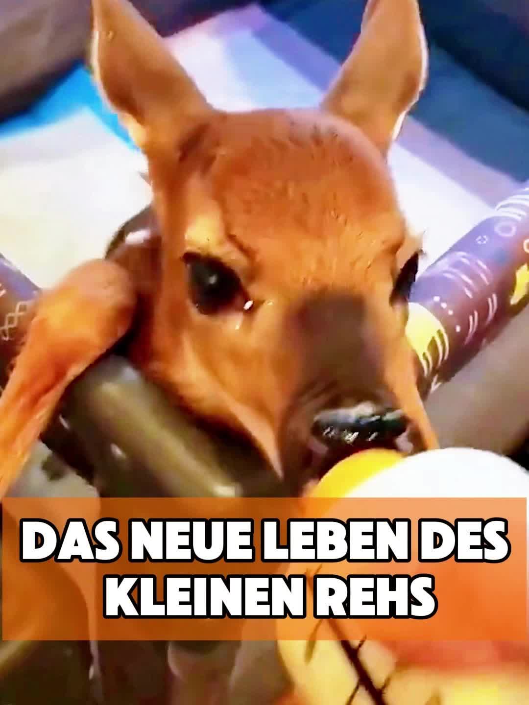 @toto_tier