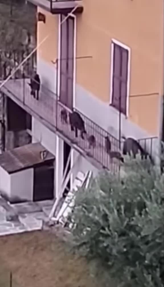 @il cinghiale di tiktok