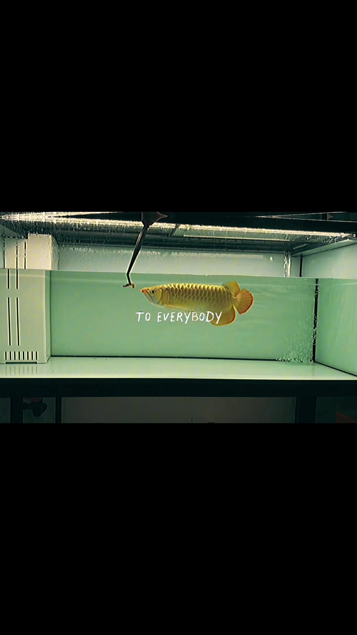 @網上看魚