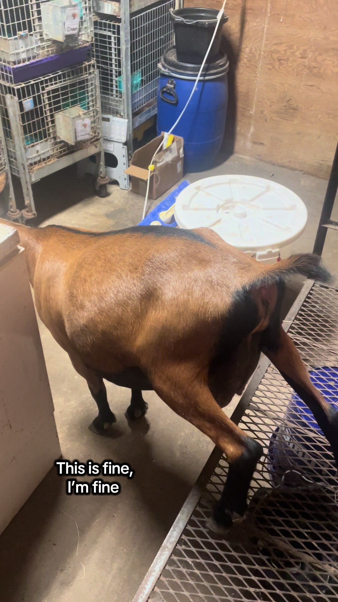 @Maple Leaf Livestock