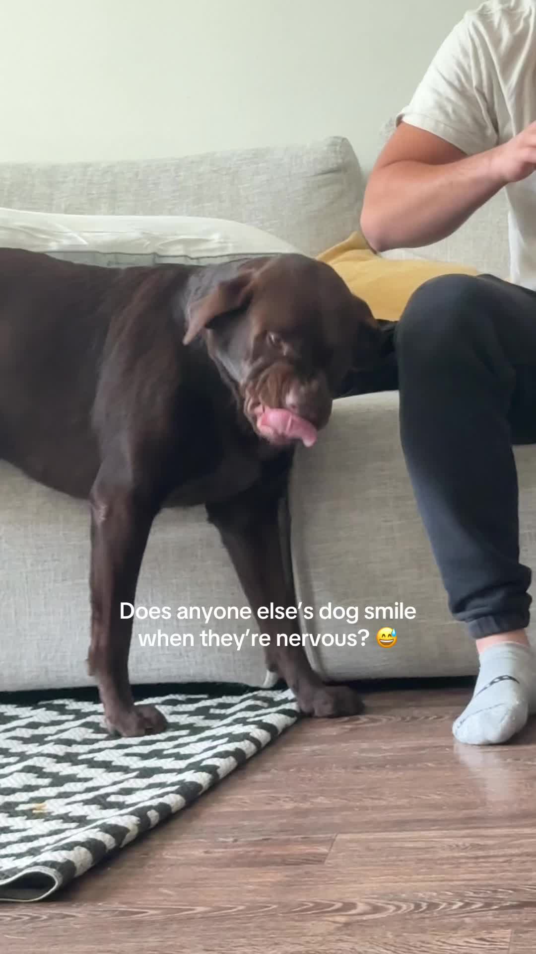 @Bruno Chocolate Lab