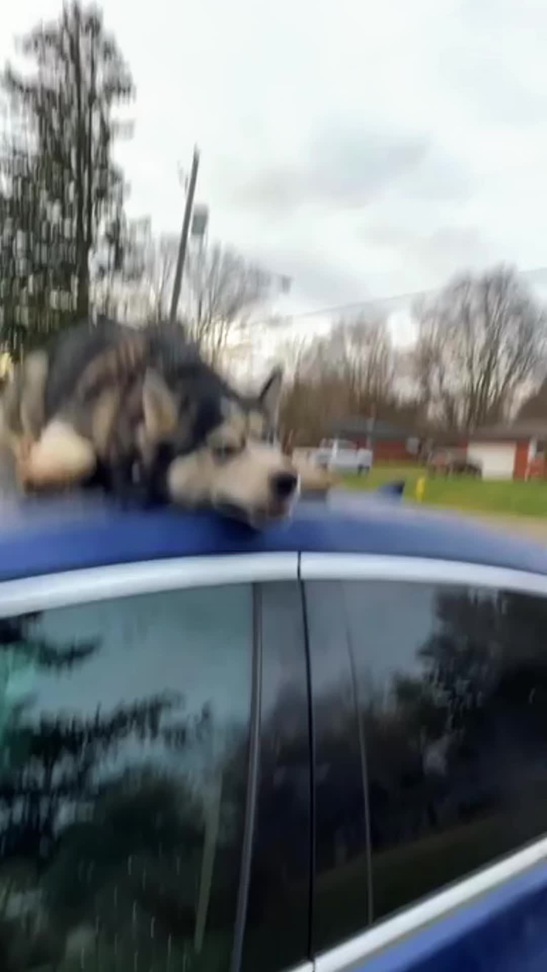 @charliethecharmingpup