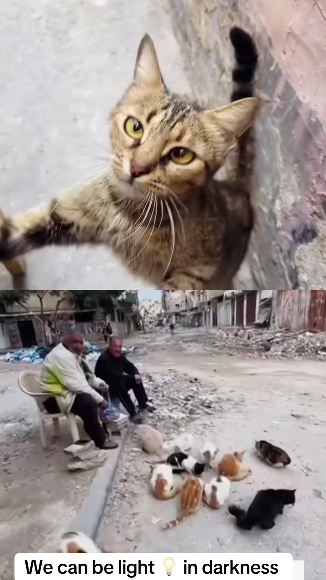 @Gaza Animal Rescue