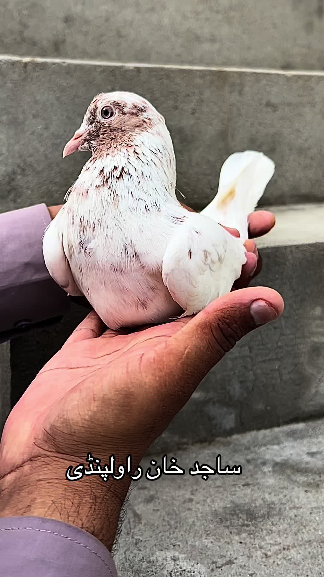 @ساجد خان راولپنڈی 7.13