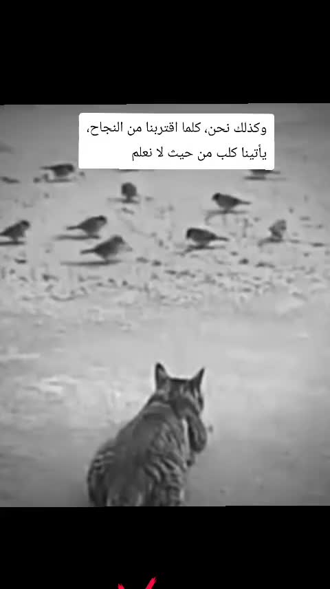 @༺ يــحــيــى ༻