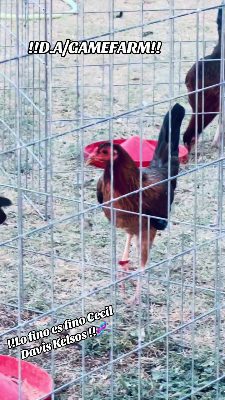 @DAgamefarm