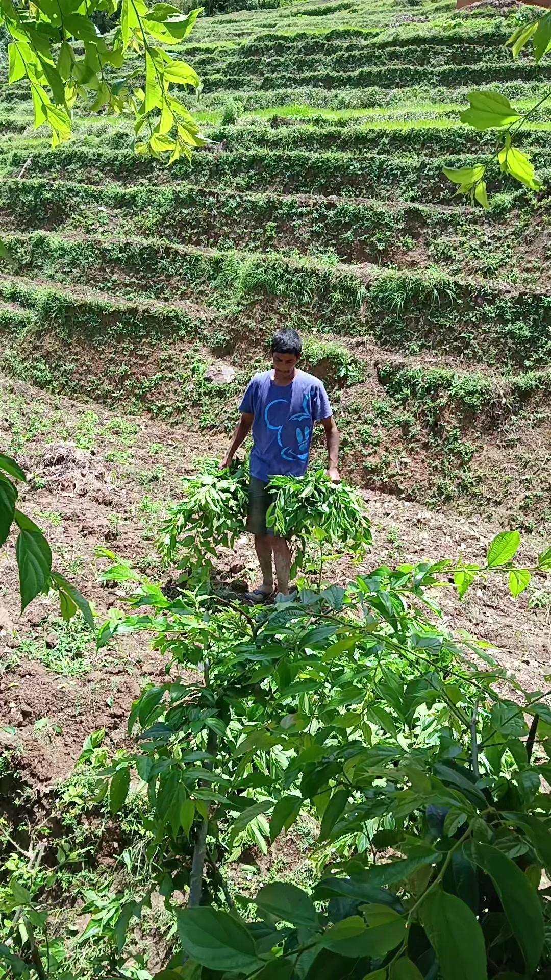 @डाँडाको बतास