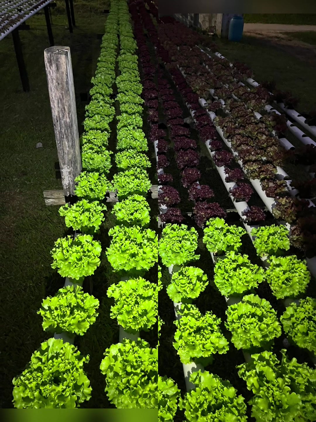 @Velaro Farm