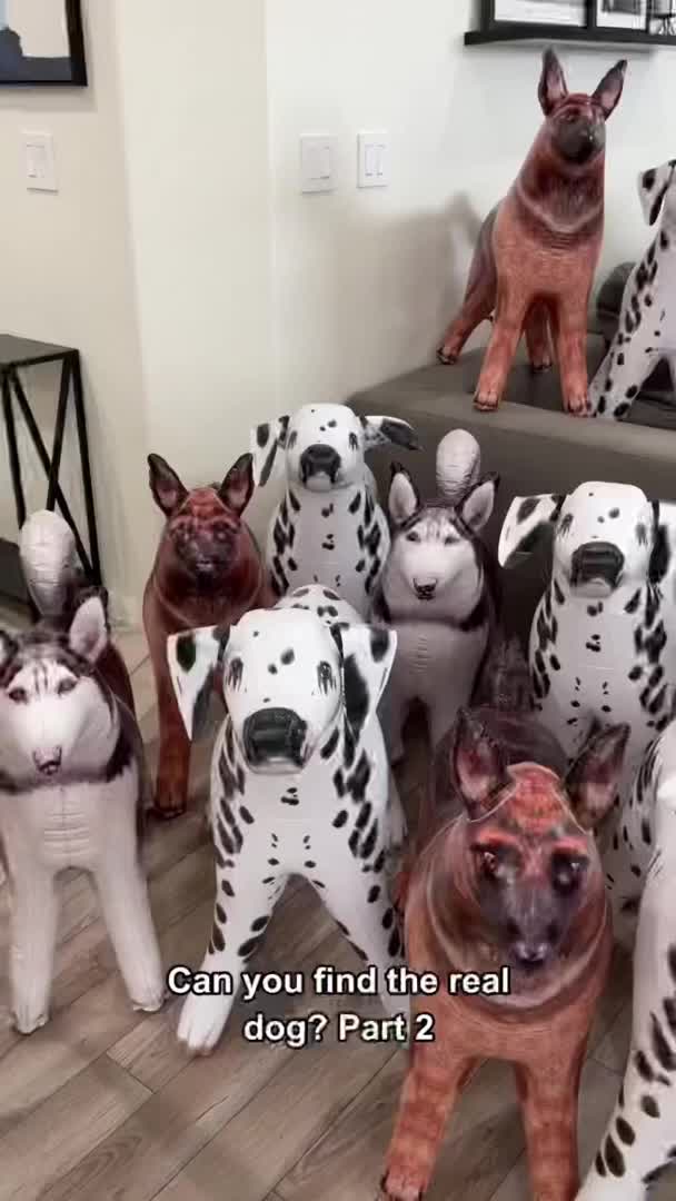 @pawfriends