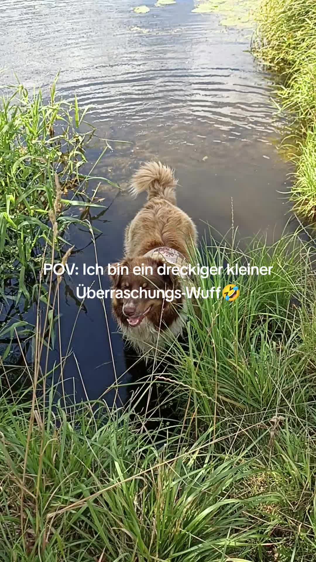 @ginaseele