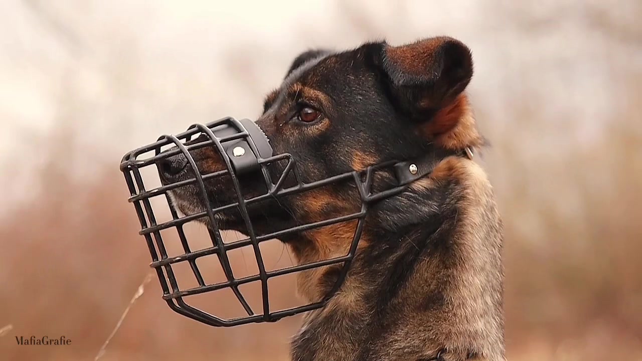 @die.hunde.mafia2