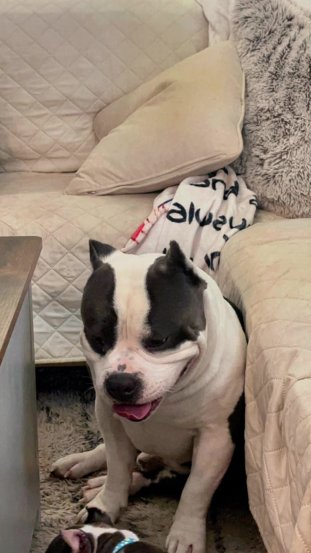 @Carters BullyHub