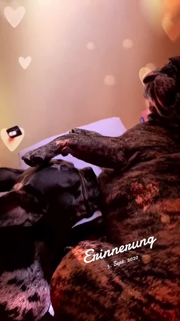 @🏳️&zwj;🌈ⱼₐcₖy_ᵤₙd_ᵢₕᵣₑ_Bᵤₗₗyₛ🐶