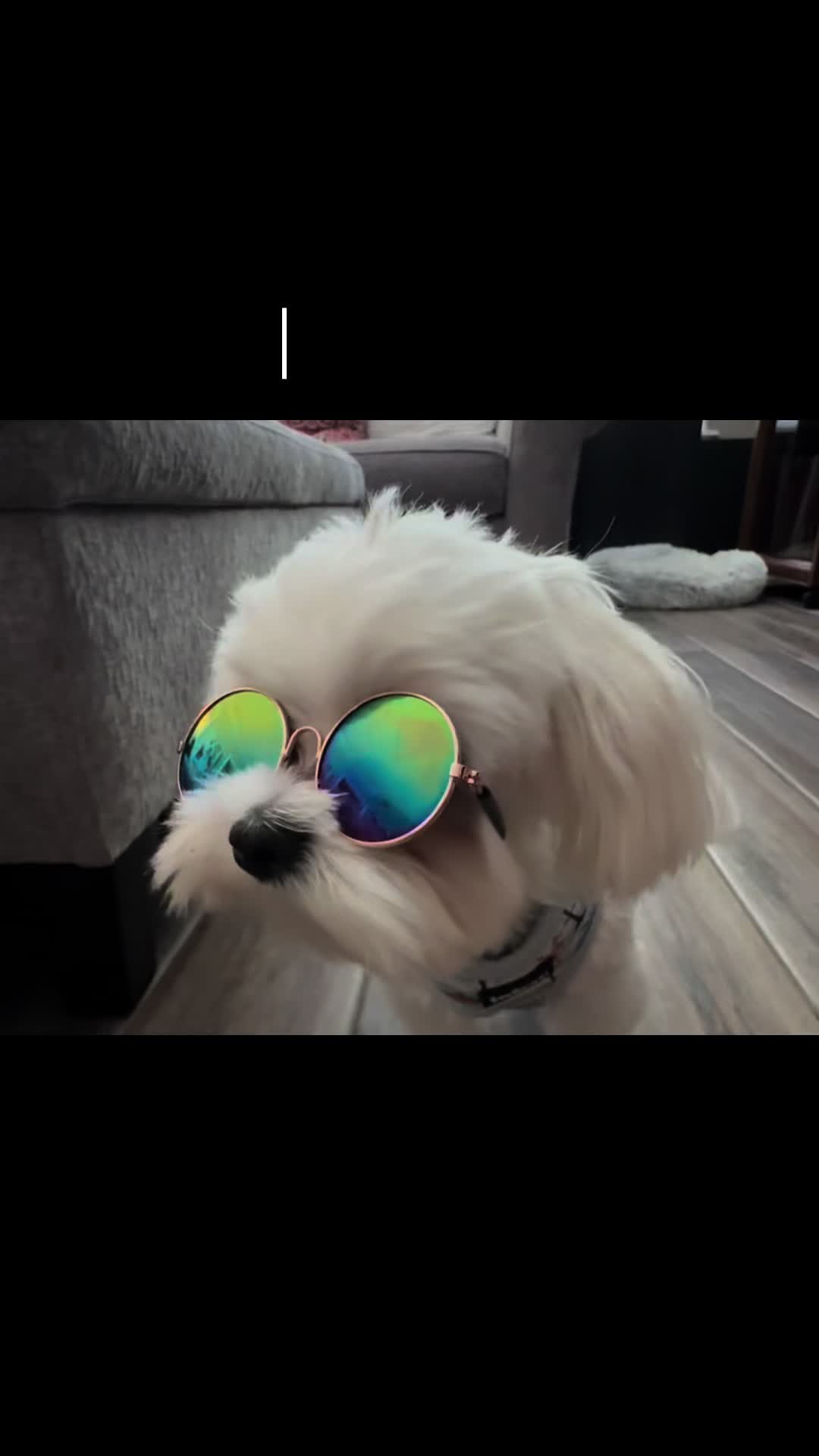 @houseofhounds24