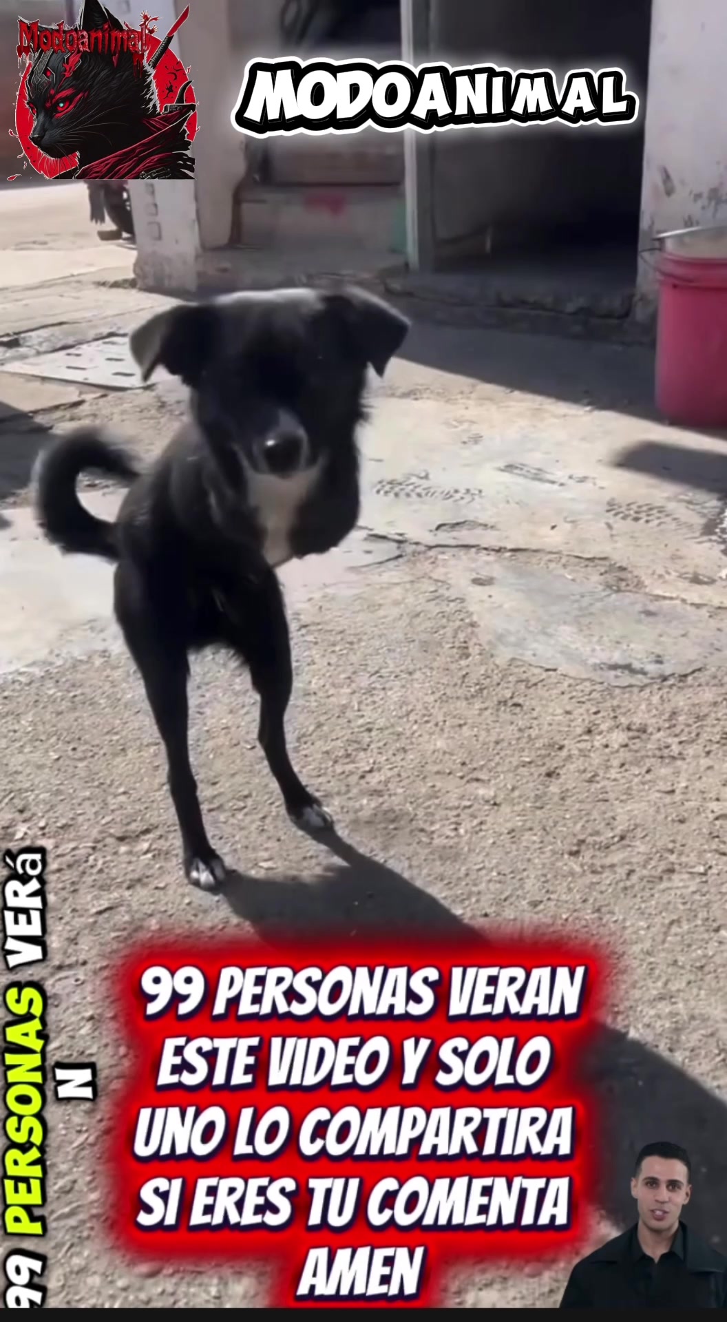@Modoanimal