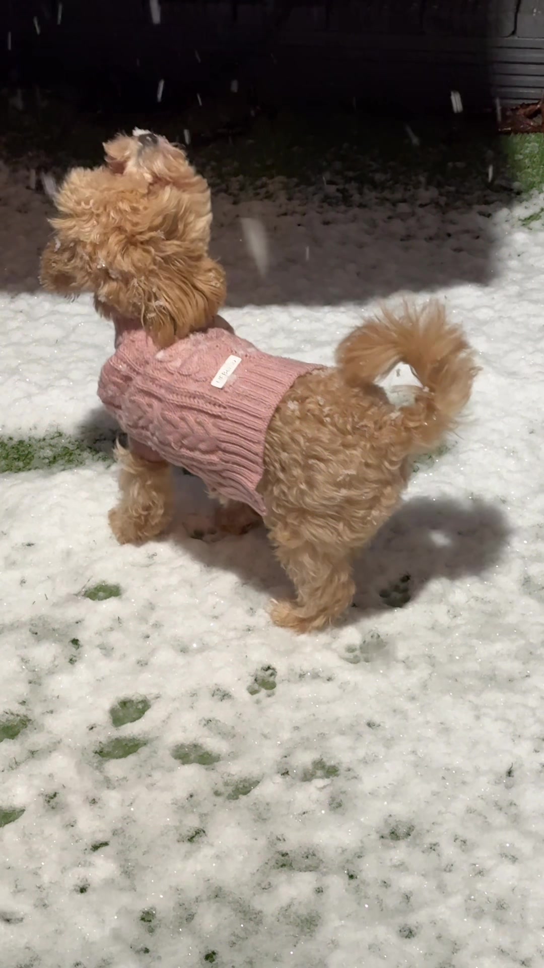@Willow The Maltipoo