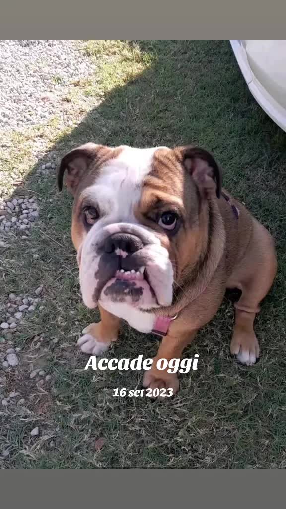 @Cri🐾M❤️rghy🐾labulla❤️