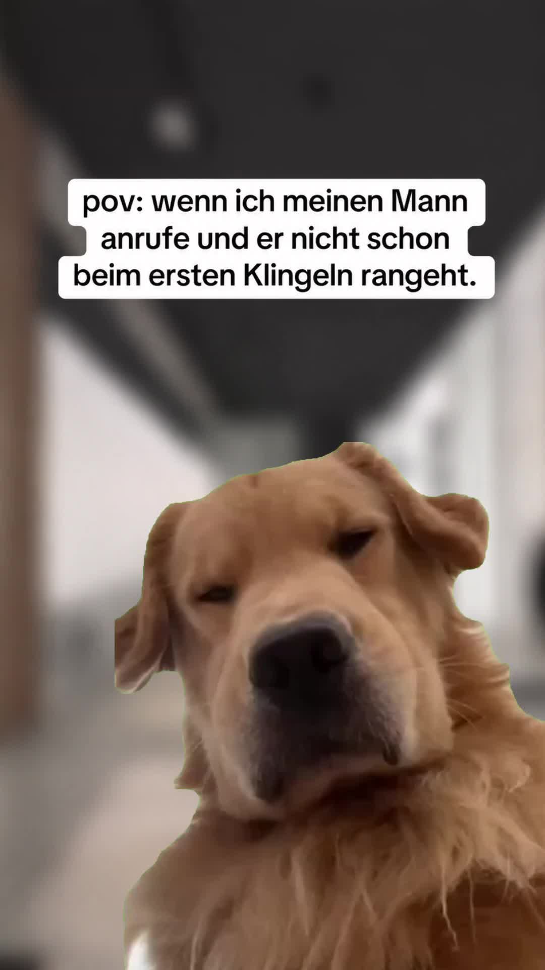 @gino