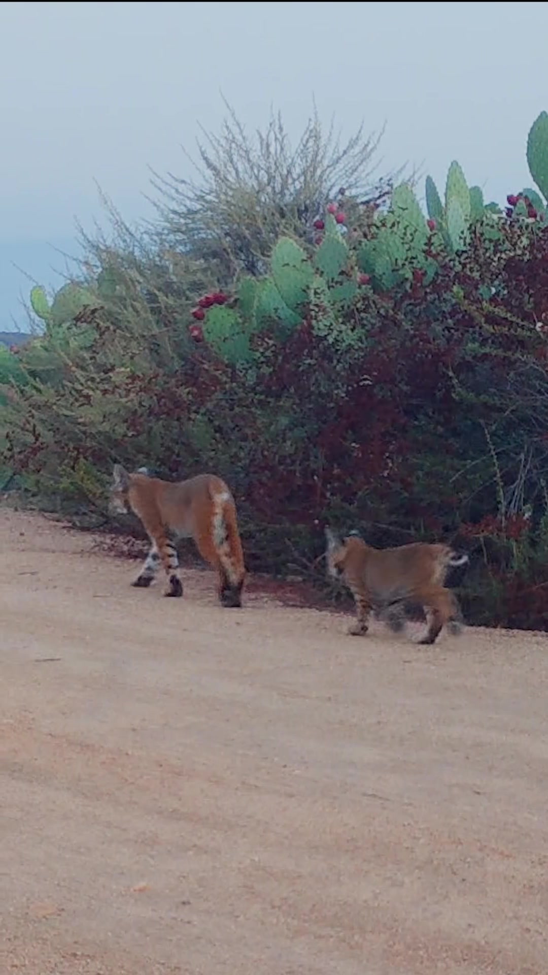 @San Diego Zoo