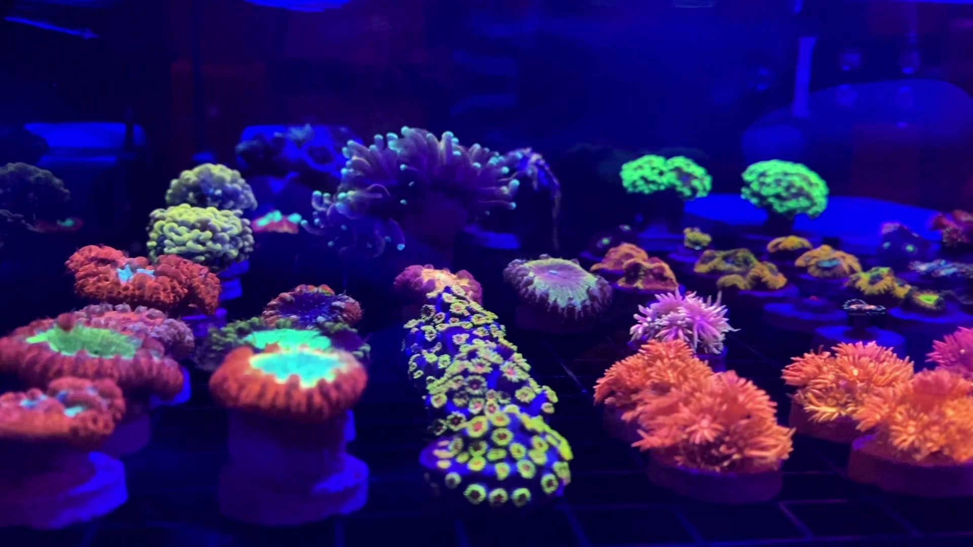 @Ts_reefs
