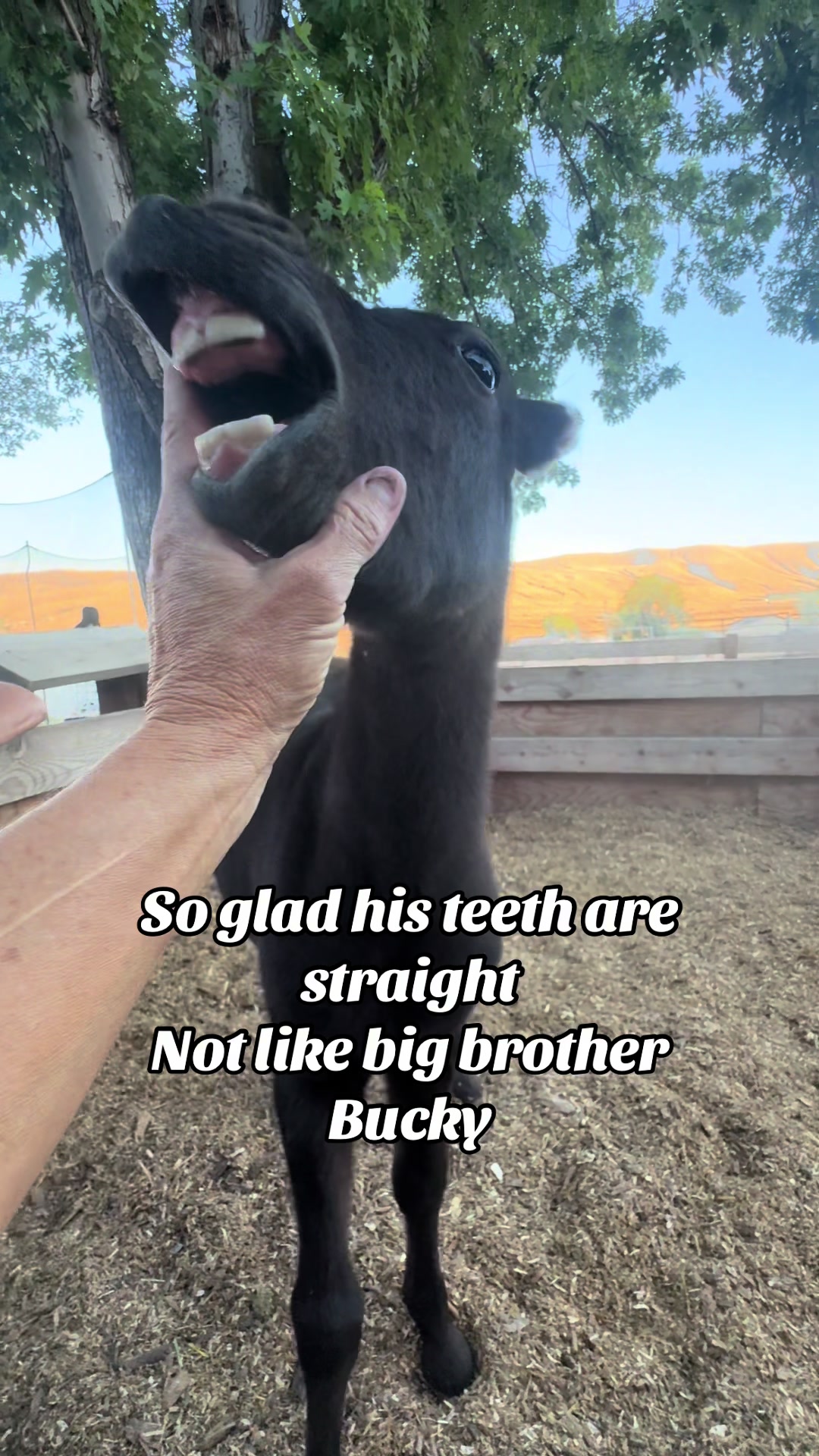 @Hot Sauce the Mini horse 🐎