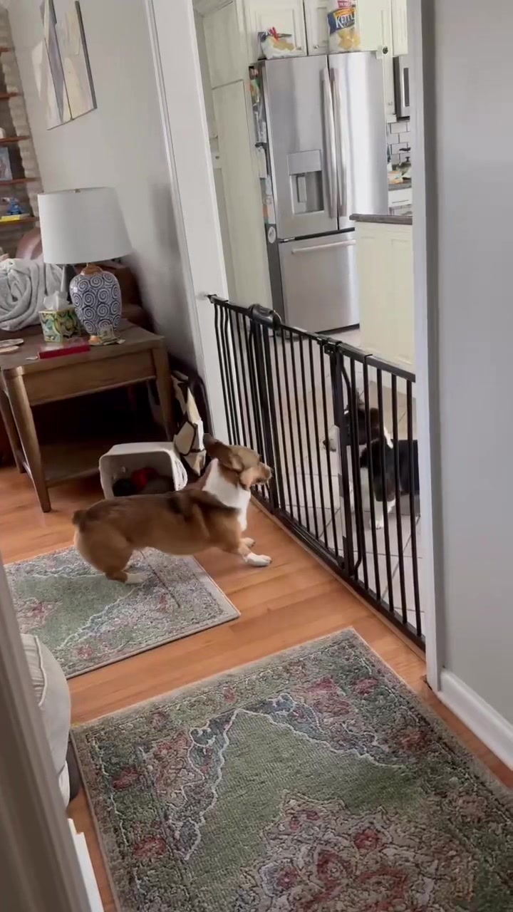 @South Jersey Corgi Rescue