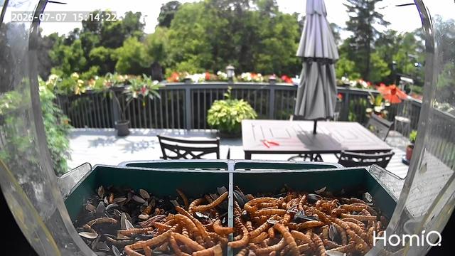 @Backyardbirdz