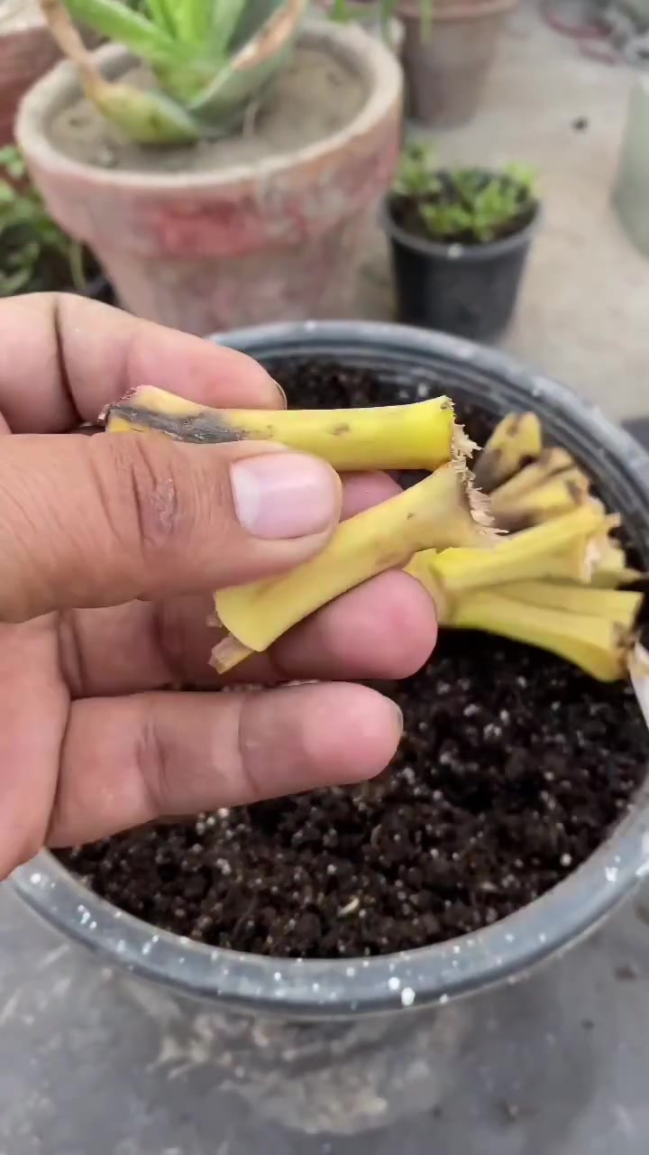 @PROFESSIONALGARDENING