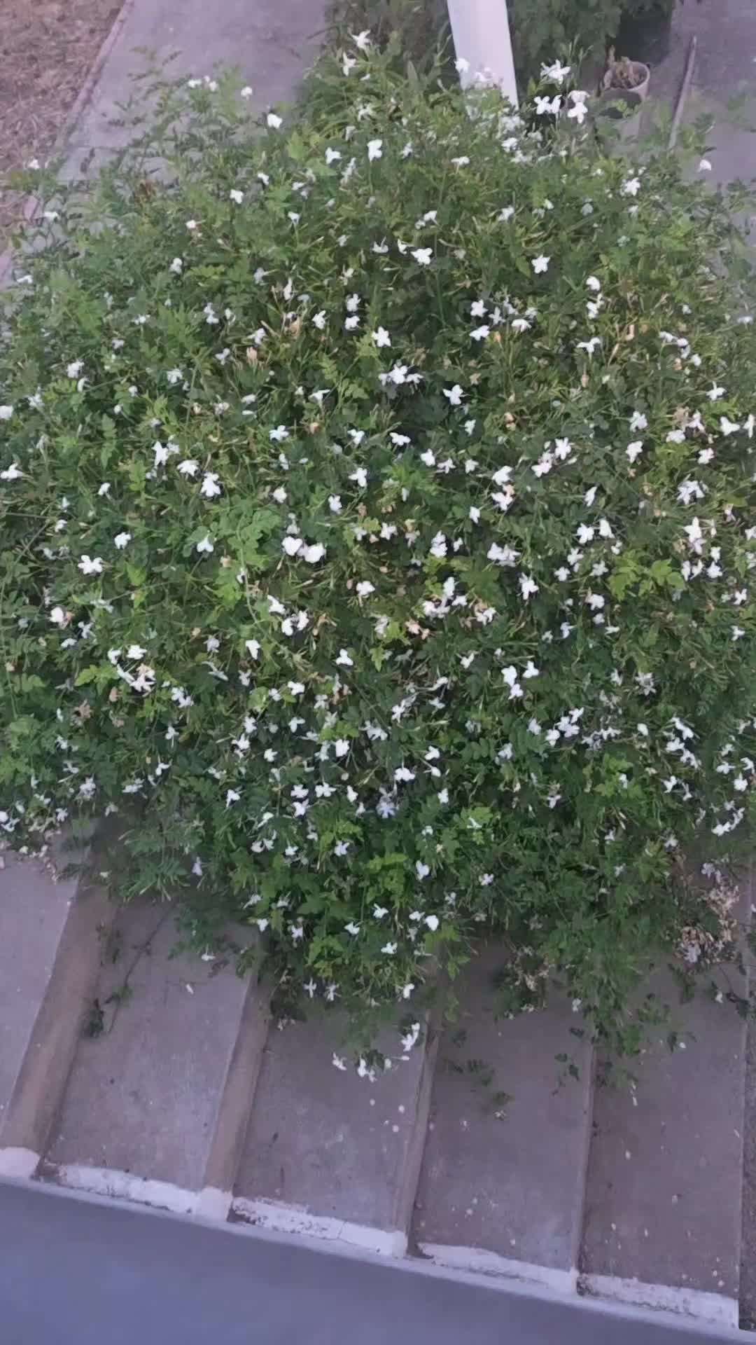 @رنوش الحلبية