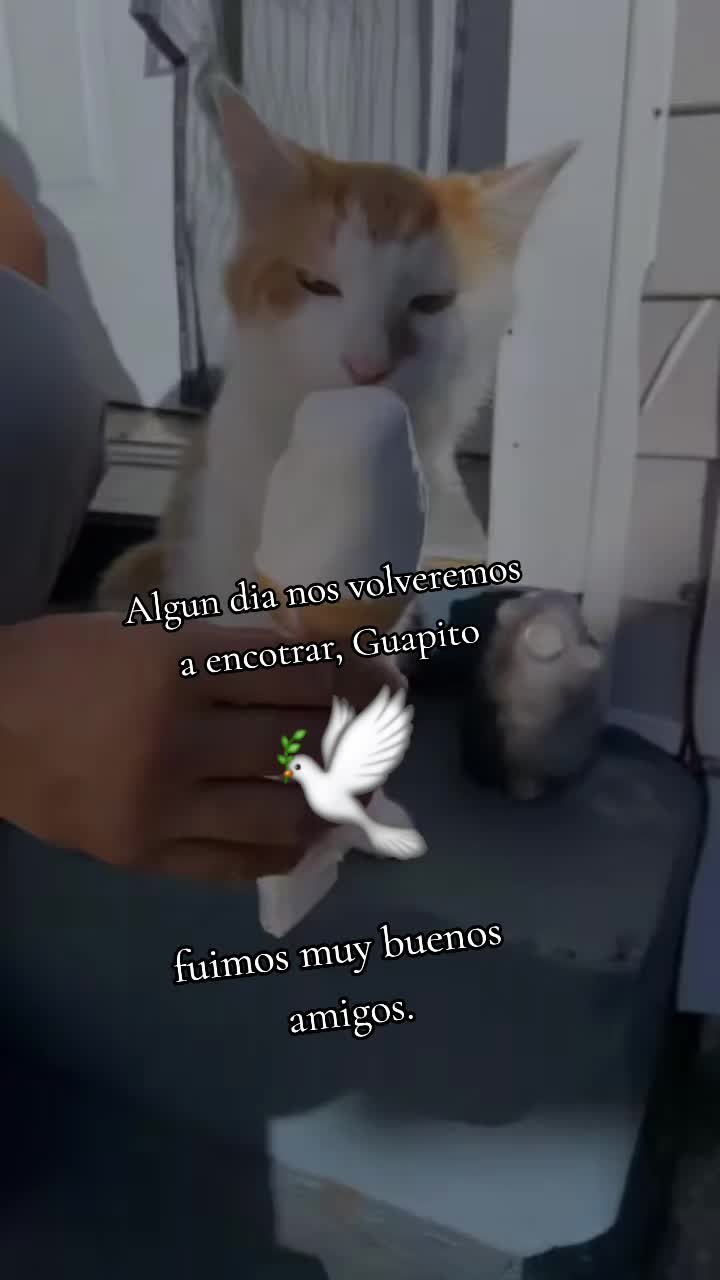@🇲🇽Guli.Carrada 🐈⬛