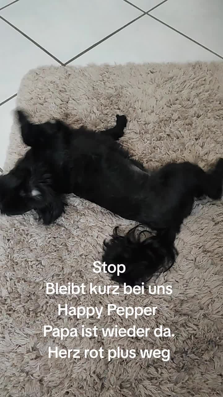 @P&ouml;ppi