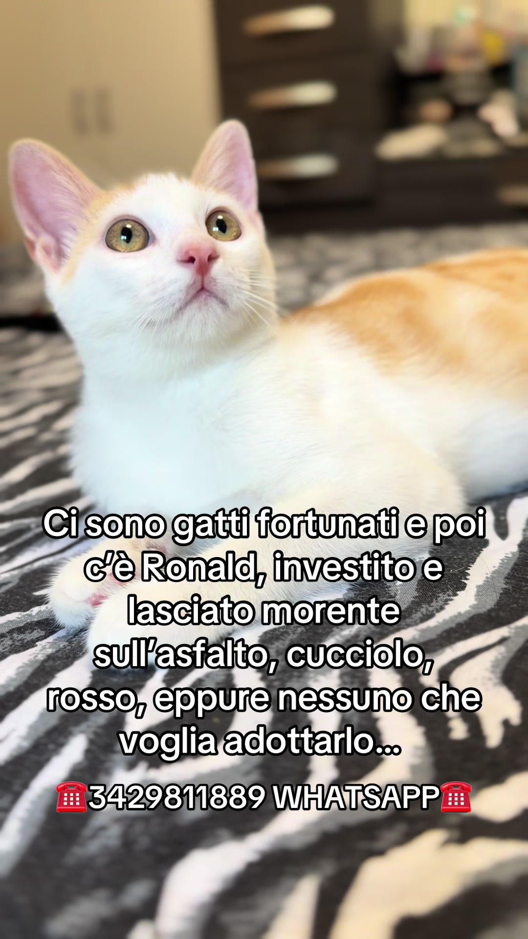 @ZampAmici💚