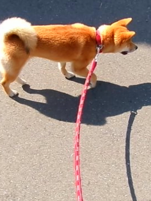 @柴犬座〜The Shiba Inu〜