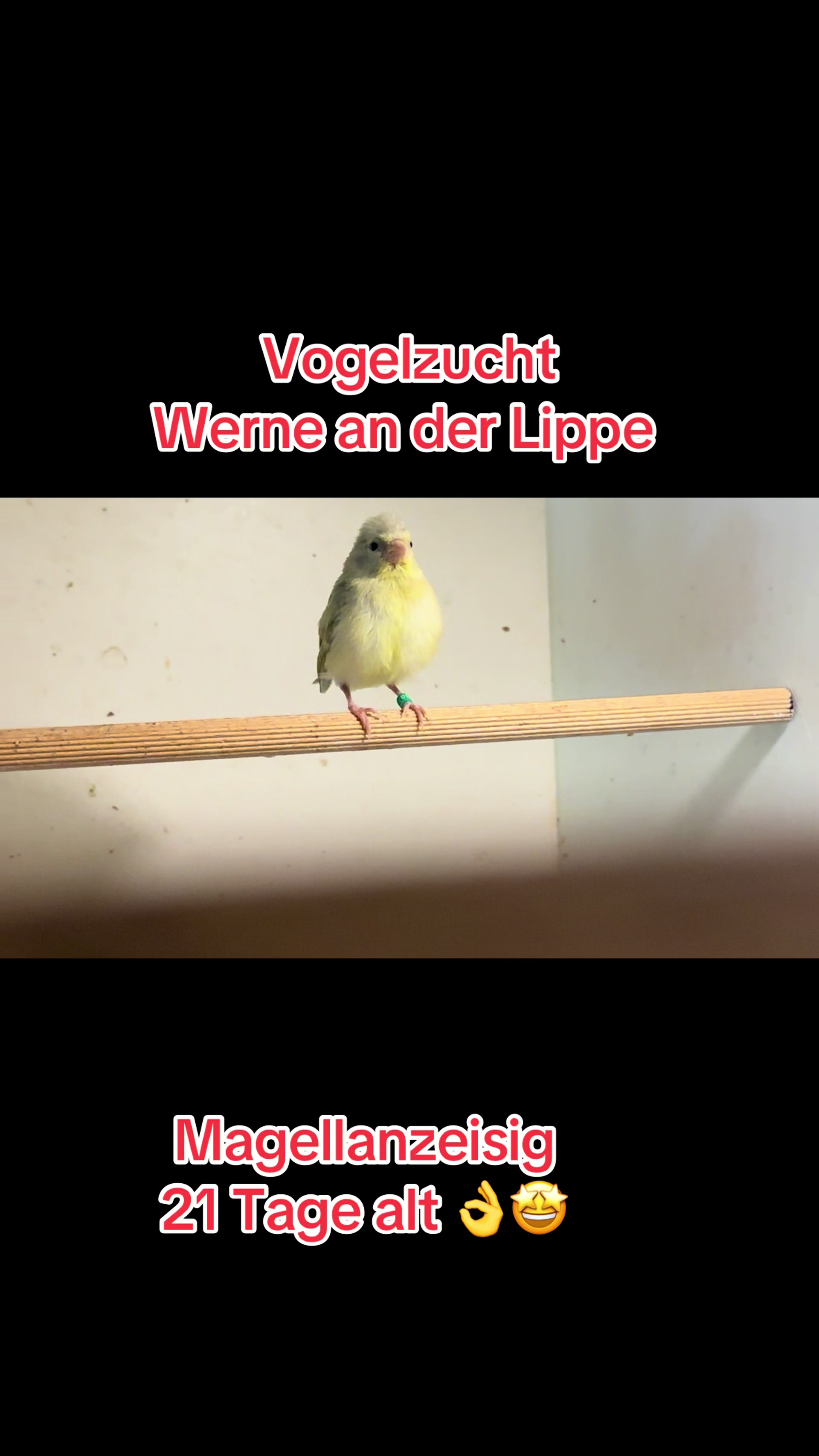 @Vogelzucht Werne an der Lippe