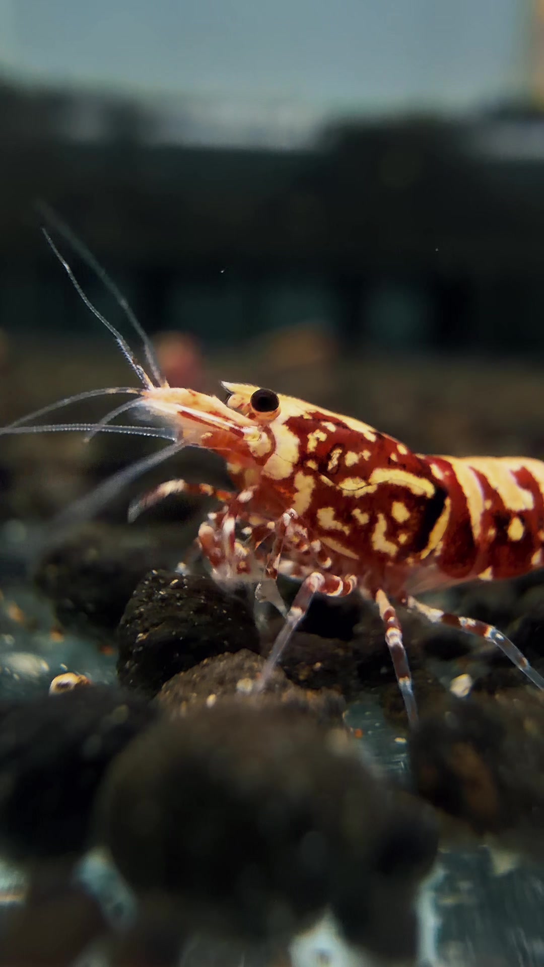 @Once Upon A Shrimp