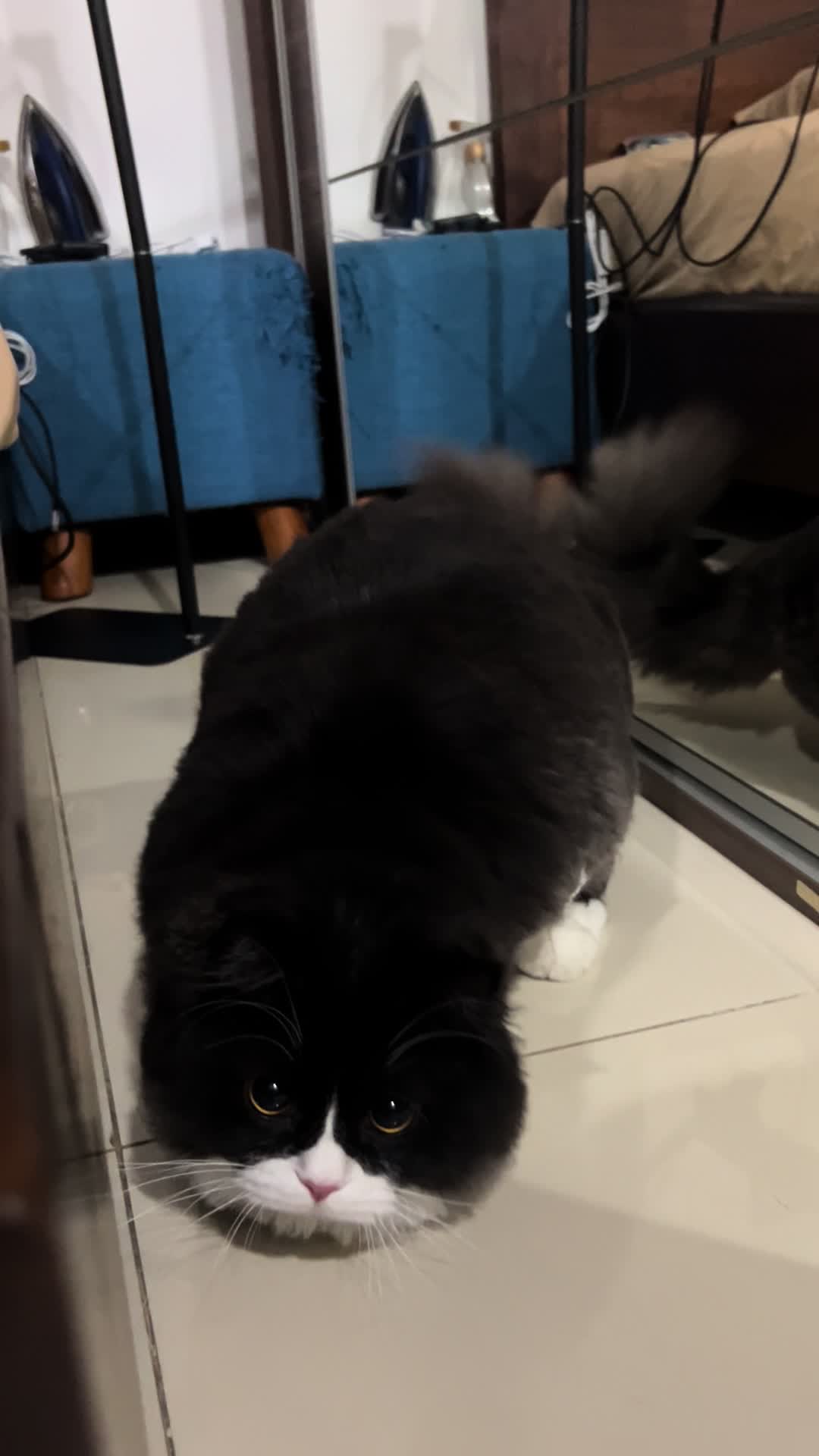 @Bucin cat