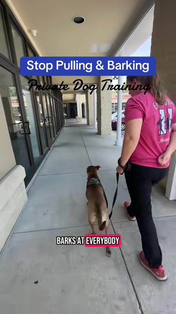 @Best Buddy Dog Trainer LLC