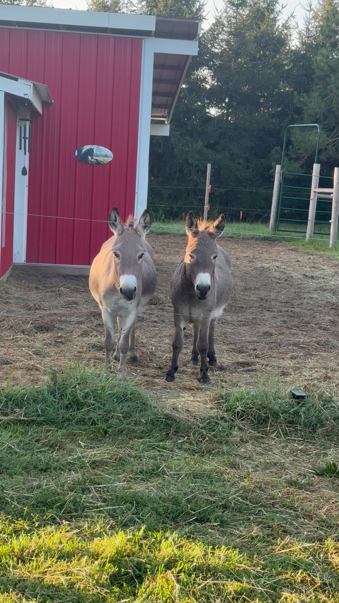 @Safe Place Pastures, Inc.