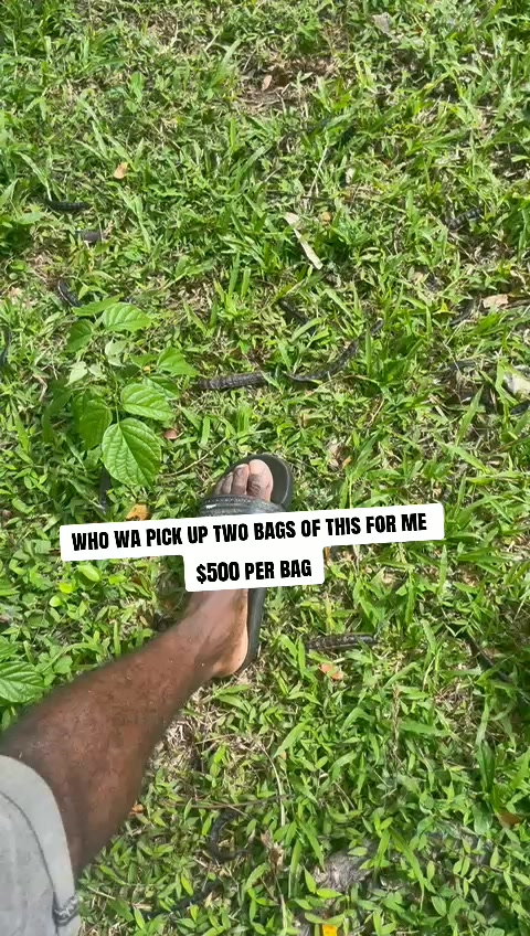 @Goat Ranch