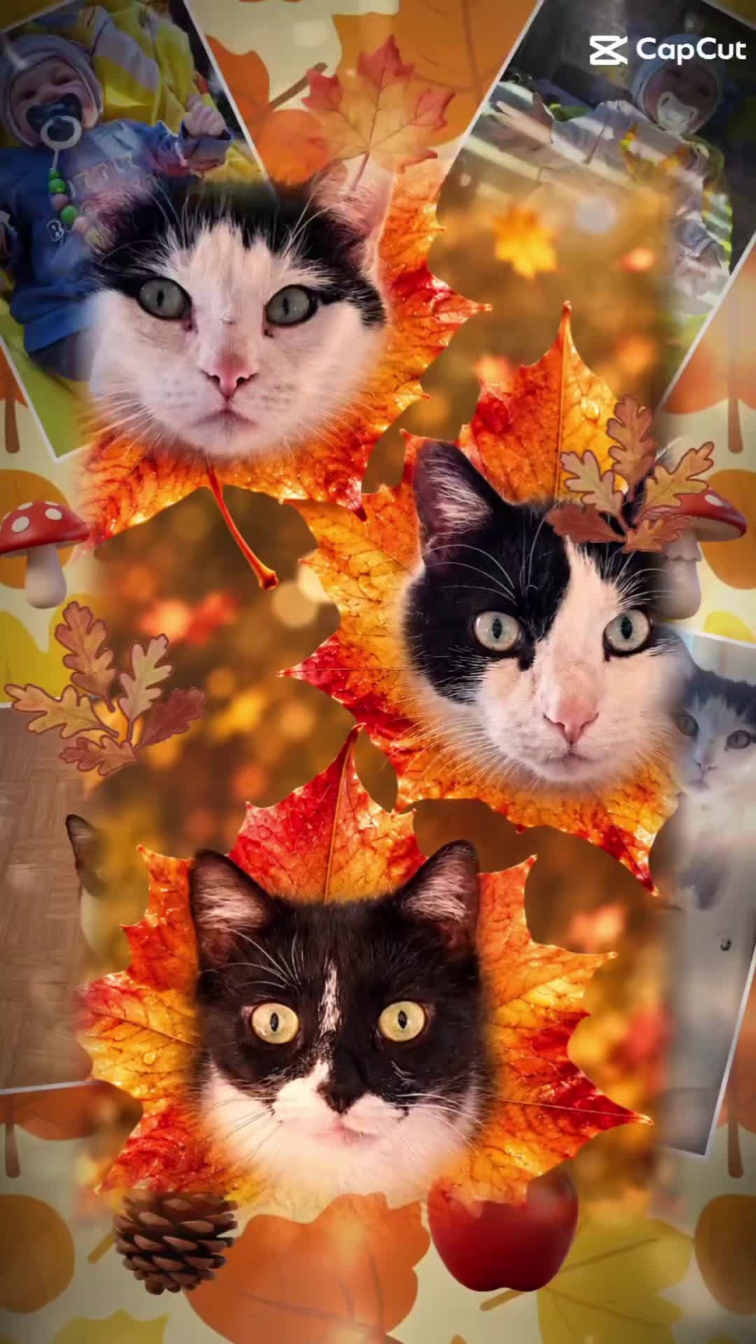 @Melanie Burg katzenstein😻😺😽
