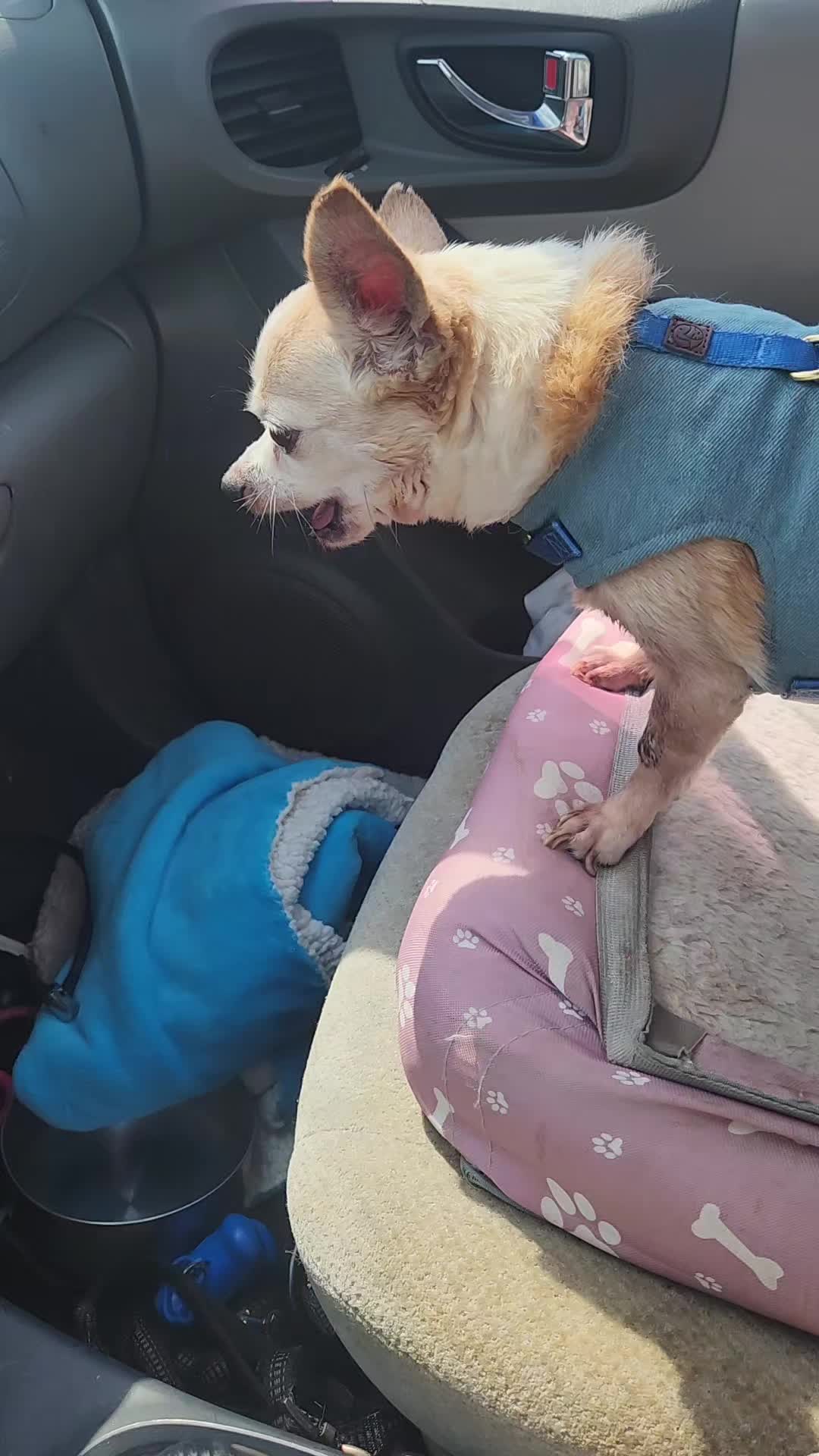 @willie_the_grumpydog