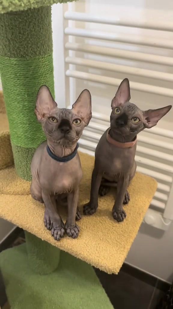 @vanilleetbeerus