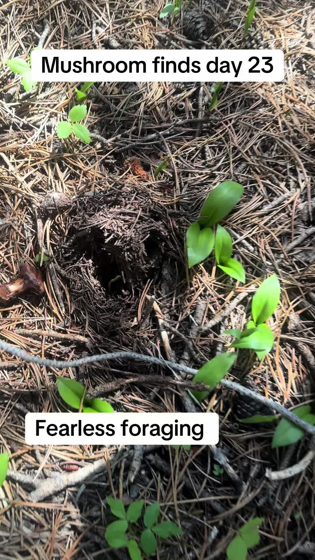 @Fungusamungus