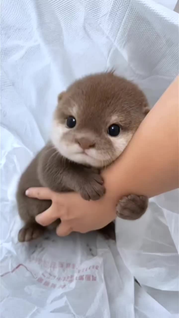 @LOVE ™️