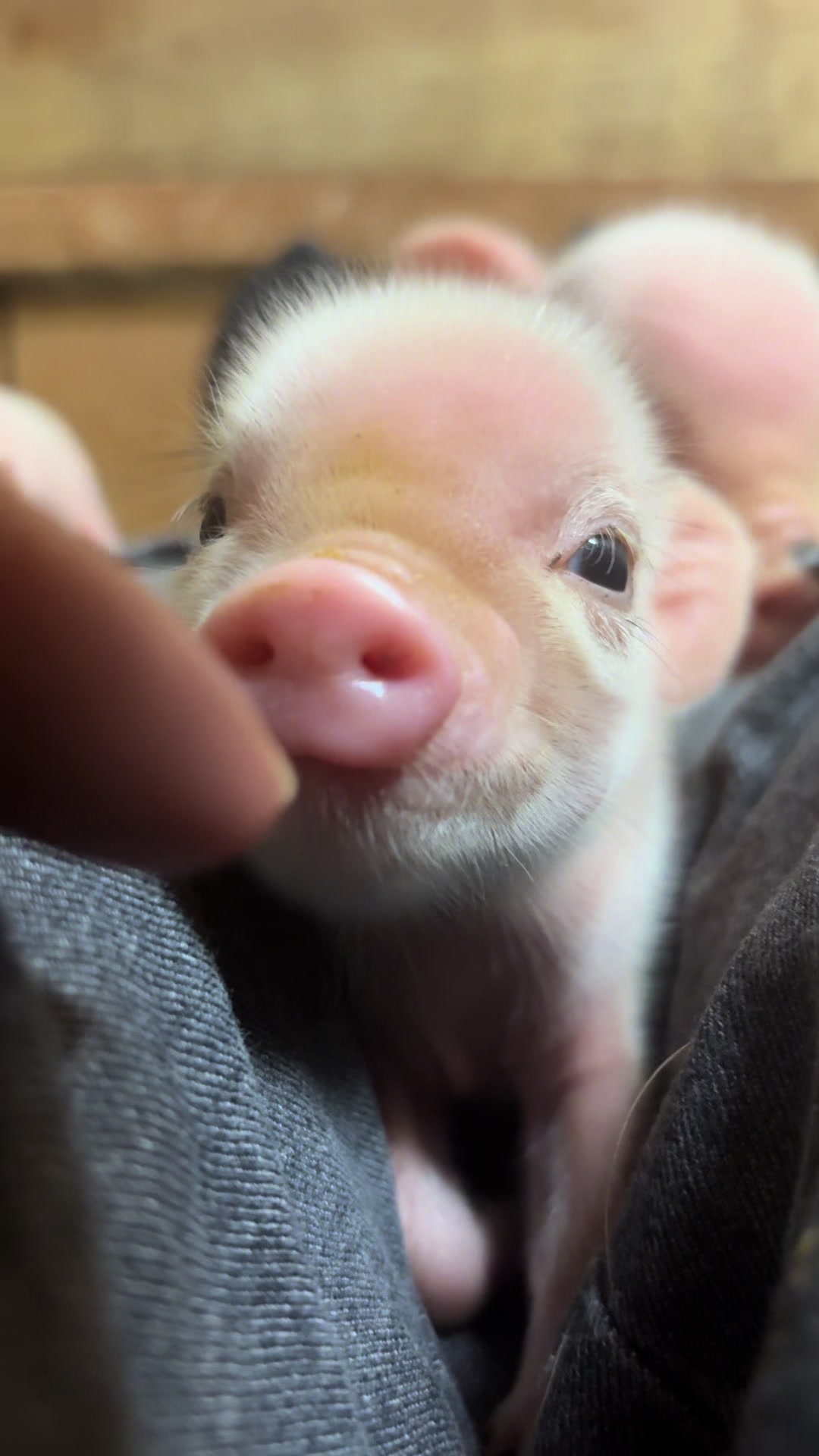 @pignic