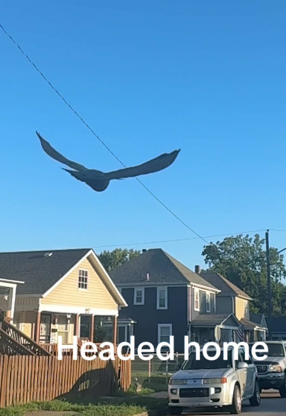 @Beebee The Pigeon