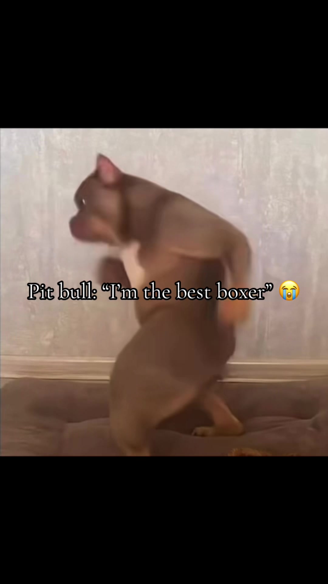 @Merablover89