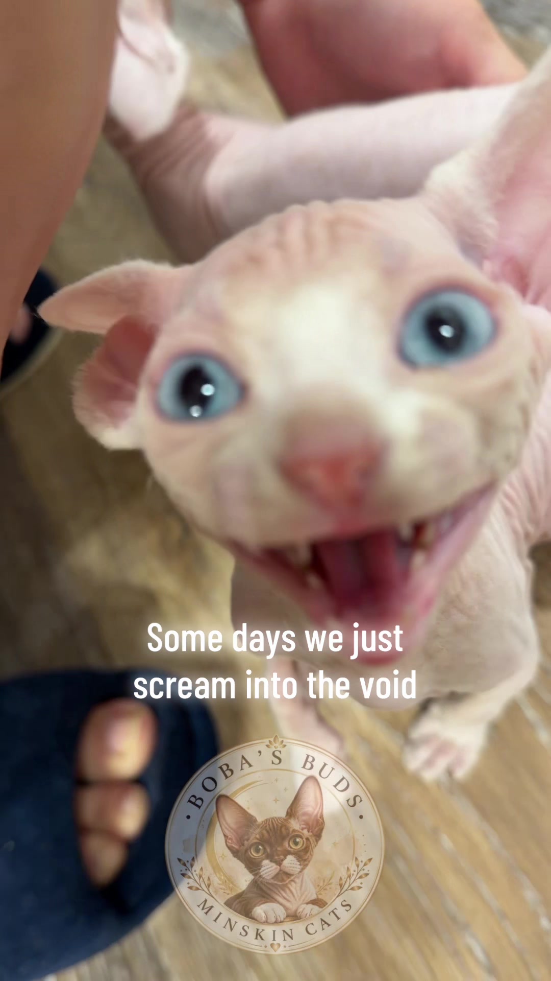 @Boba&rsquo;s Buds Minskin Cats